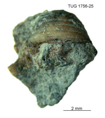 https://files.geocollections.info/large/3f/c5/3fc5bac2-7a94-4ea3-8c73-5c0b55cb6c9f.jpg