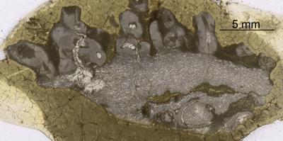 https://files.geocollections.info/large/3f/e1/3fe18449-5e0f-4dc1-b6c0-55e2724d058c.jpg