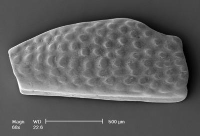 https://files.geocollections.info/large/3f/fd/3ffdcb01-6d75-4e4d-a5c3-50fcff5cea50.jpg