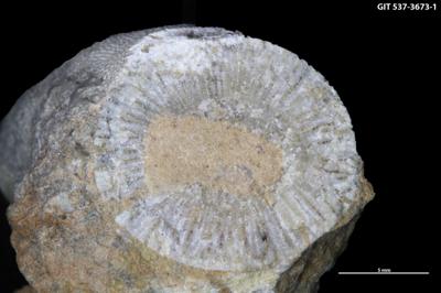 <i>Sanctum isp.</i><br />Kohtla-Järve,  m, Kukruse Stage