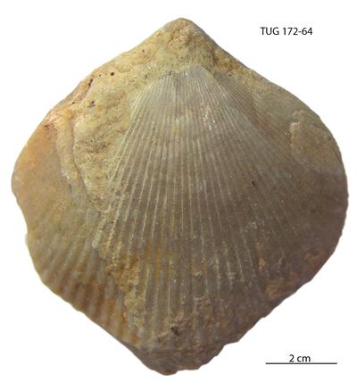 https://files.geocollections.info/large/40/10/4010d459-ce4c-4aa1-8ec3-d156531a2f9d.jpg