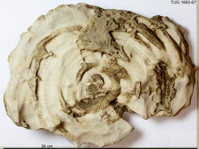 https://files.geocollections.info/large/40/1f/401f1537-e9db-4209-8709-9d8067d888ef.jpg