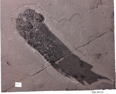 https://files.geocollections.info/large/40/39/40398000-c74b-4a37-aece-685578be4070.jpg