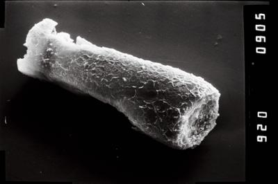 <i><i>Conochitina</i> | Conochitina sp.</i><br />Ikla borehole, 330.00 m, Raikküla Stage (754-1009)