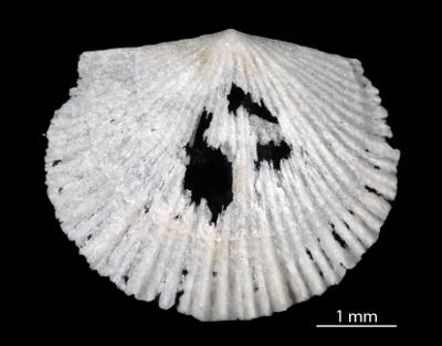 https://files.geocollections.info/large/40/58/40586ee2-5b1c-4d90-82dd-5dad5f15f44e.jpg