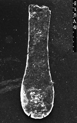 <i><i>Chitinozoa</i></i><br />Akmene 71 borehole,  m,  (1526-41)