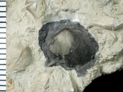 https://files.geocollections.info/large/40/74/407412e8-439a-4186-ab3b-04f7c389f98f.jpg