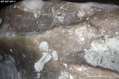 <i>Trypanites isp.</i><br />Kõinastu islet,  m, Adavere Stage