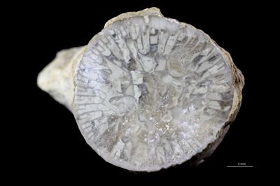 <i></i><br />Hosholm shore,  m, Pirgu Stage