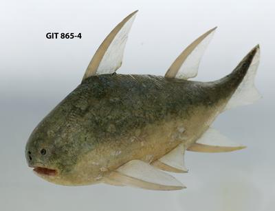 https://files.geocollections.info/large/40/8b/408bbcac-66c6-4379-8d66-a17ac8d5c140.jpg