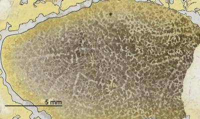 https://files.geocollections.info/large/40/92/4092de88-ef44-48cf-ae00-f3f1e32e28ee.jpg