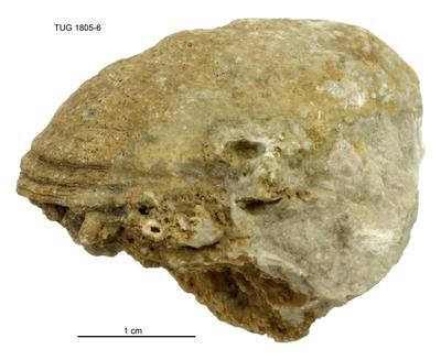 https://files.geocollections.info/large/40/9a/409ac7a2-4b04-4d38-973d-6568aa38ea4e.jpg