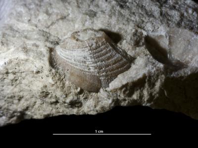 https://files.geocollections.info/large/40/aa/40aa8e45-46e1-4066-a7ca-2d3200b9b853.jpg