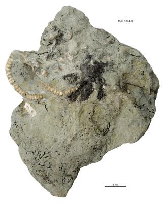 https://files.geocollections.info/large/40/ad/40ad0b69-97e3-4a29-8537-098d7bf1802a.jpg
