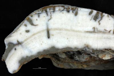 <i></i><br />Hosholm shore,  m, Pirgu Stage