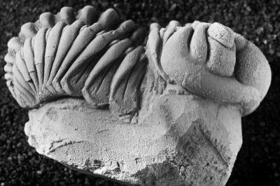 https://files.geocollections.info/large/40/b4/40b4f0e0-f232-4617-ab34-b00bc59bdb8b.jpg