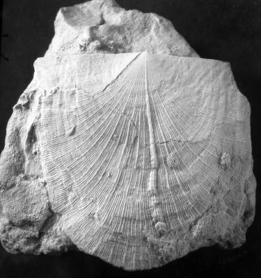 https://files.geocollections.info/large/40/db/40dba71d-2bf8-4aaf-afa7-e5c9f0bdb508.jpg
