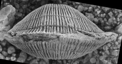 https://files.geocollections.info/large/41/1b/411b2553-5c0b-45a5-8ff0-d00eb74a7a47.jpg