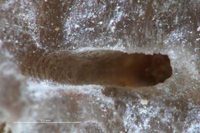 <i></i><br />Kohtla-Järve,  m, Kukruse Stage