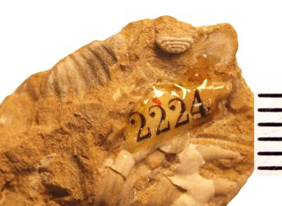 https://files.geocollections.info/large/41/4e/414e557f-3757-4e18-a864-3c3a2448f13a.jpg