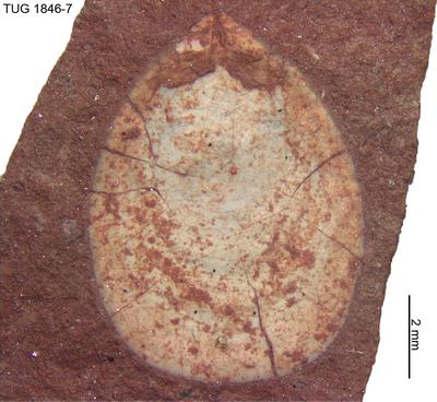 https://files.geocollections.info/large/41/4e/414e5edb-e295-4853-856d-7fd93c5258a5.jpg