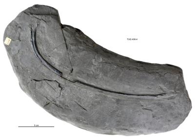 https://files.geocollections.info/large/41/56/41563786-fd49-449e-af77-34eb55902373.jpg