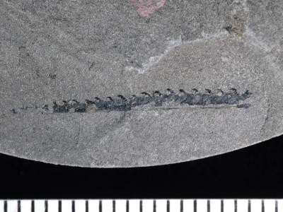 https://files.geocollections.info/large/41/60/41605afb-4995-448f-8421-c69e9a0ab977.jpg