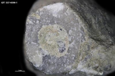 <i>Sanctum isp.</i><br />Aluvere quarry,  m, Idavere Substage