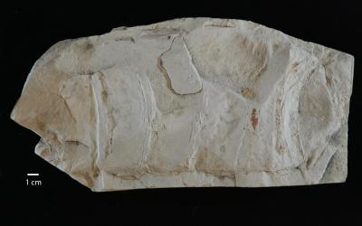 https://files.geocollections.info/large/41/70/41706541-5307-4740-995d-65aa29bd85dd.jpg