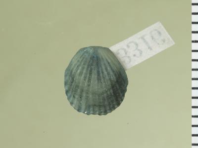 https://files.geocollections.info/large/41/7f/417f909f-1b33-4efd-8539-9206256c4e20.jpg