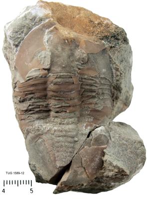 https://files.geocollections.info/large/41/a3/41a3196d-d9ab-4fd7-8750-d5ce7bb34e22.jpg