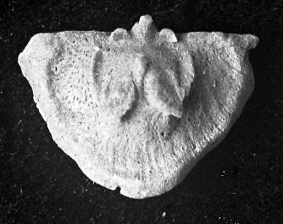 https://files.geocollections.info/large/41/df/41dfd554-d681-42e9-a3df-9ad1a4b0e0b5.jpg