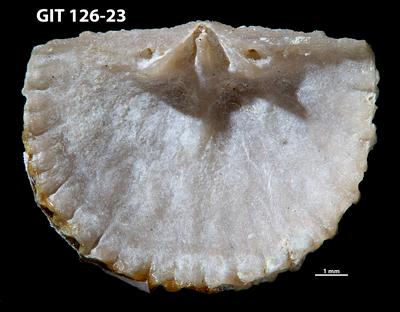 https://files.geocollections.info/large/41/f0/41f0b015-abaa-4399-abda-c1833acea408.jpg