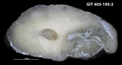 <i>Trypanites isp.</i><br />Ohesaare cliff,  m, Ohesaare Stage