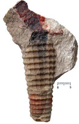 https://files.geocollections.info/large/42/02/42028658-20a9-4eb4-b74c-6080f0f901a3.jpg