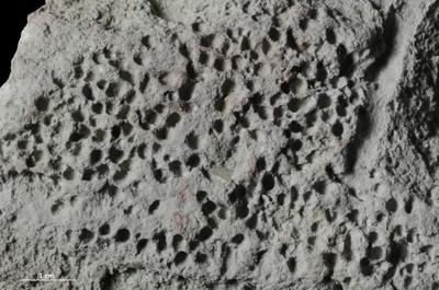 <i></i><br />Putilovo quarry, Leningrad Oblast,  m, Volkhov Stage