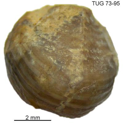 https://files.geocollections.info/large/42/5e/425ee7e3-2f21-4642-a832-122e5144a1f7.jpg