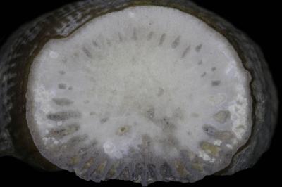 https://files.geocollections.info/large/42/83/4283a6a6-e74c-4dd6-97d2-8d67302e7e43.jpg