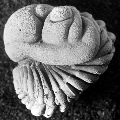 https://files.geocollections.info/large/42/b2/42b2aebb-ac63-4fa2-b4a6-ee1debb48ee8.jpg