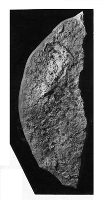 https://files.geocollections.info/large/42/c3/42c38b67-20d2-4b4c-9e25-c10c8d463e7d.jpg