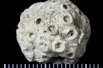 https://files.geocollections.info/large/42/e6/42e6d525-2f0f-4cfa-ac5f-898255adb88b.jpg