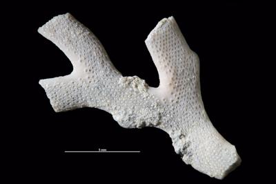 https://files.geocollections.info/large/42/fa/42faecac-0657-4cde-805e-a74f2e80d8b5.jpg