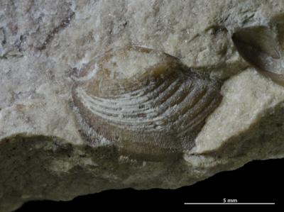 https://files.geocollections.info/large/43/00/43007553-ebd5-44c7-a97f-da2c2cc98ca2.jpg