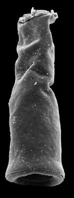 <i><i>Chitinozoa</i> | Conochitina sp. A Loydell et al., 2010</i><br />Kolka 54 borehole, 405.50 m, Jaagarahu Stage (546-102)