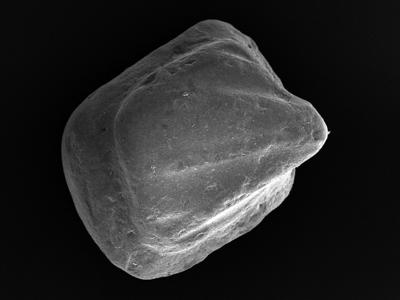 https://files.geocollections.info/large/43/1f/431fd80d-632d-4fb4-9f2e-794bec7b47f4.jpg