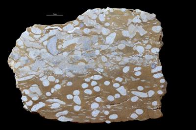https://files.geocollections.info/large/43/24/4324abb9-f262-4db3-bec1-ba00cac87706.jpg