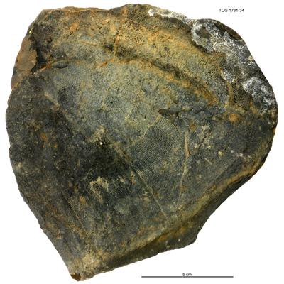 https://files.geocollections.info/large/43/57/43572edf-3c80-4279-90e0-6b2ec1e59711.jpg