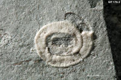 https://files.geocollections.info/large/43/91/43917689-121a-450b-bc35-b467fc2cff4a.jpg
