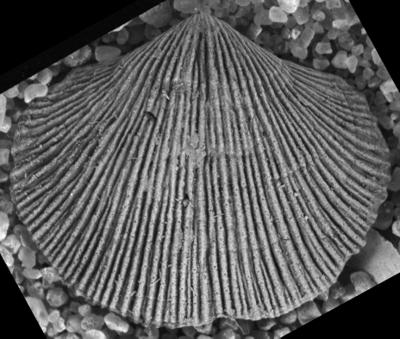 https://files.geocollections.info/large/43/bc/43bc85d4-f0b7-4a39-b5d5-1714edc79db0.jpg