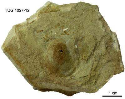 https://files.geocollections.info/large/43/c5/43c51b68-f2f4-4267-b799-0018ae2d0c99.jpg